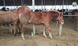 Россия Кемероводан Келген Жылқылар. Тараз 04.01.2026