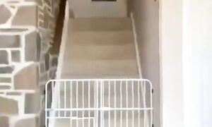 Приколы с котами! СМЕШНЫЕ КОТЫ - С ОЗВУЧКОЙ! САМЫЕ Самые Смешные Животные!