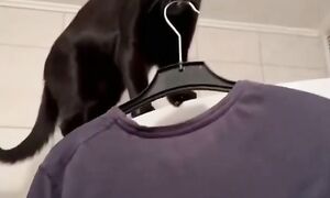 Приколы с котами! С ОЗВУЧКОЙ! Смешные коты И КОШКИ! Самые смешные животные! УГАР!!!