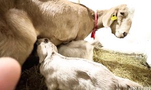 Ешкіміз лақ туды 10.02.2026