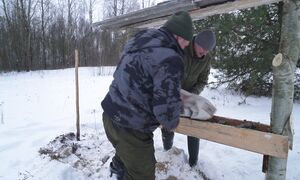 ПЕЧАЛЬНЫЙ и РАДОСТНЫЙ ДЕНЬ , ЯГНЯТА в ХОРОШИХ РУКАХ. №378