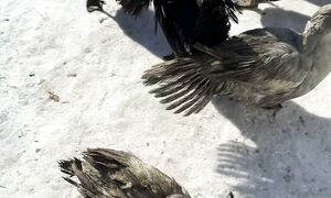 Индоуткалар күнге шықты. 19.02.2026