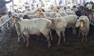 _ТАРАЗ МАЛ БАЗАР  ҚОЙ БАЗАР  22.02.2026  #малбазар #тараз #қойбазар