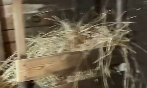 Зорька отелилась. #деньвдеревне #животные