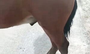 Зор Атын баласы 87079071920