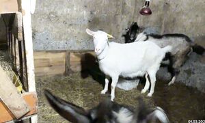 Индоуткалар жұмыртқа туып бастады. 01.03.2026