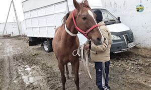 Жылқы алсаңыз, Таразға келіңіз! Бүгінгі бағалар (01.03.2026)