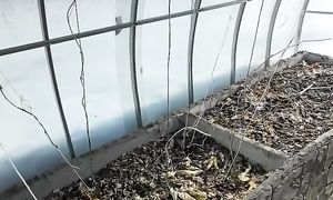 Зачем мне такой большой в теплице проход между тёплыми грядками из ЭППС