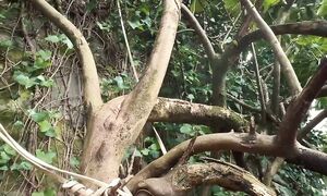 ОБРЕЗКА САДА и ТРУДОВАЯ ТЕРАПИЯ #сад #деревья #обрезка #старыйдом #Португалия #diy #терапия #кинта