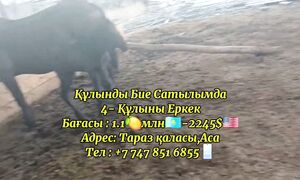 Құлынды бие сатылады +7 747 851 6855