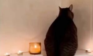 Приколы с котами! С ОЗВУЧКОЙ! Смешные коты - от ПОДПИСЧИКОВ! Самые смешные животные!