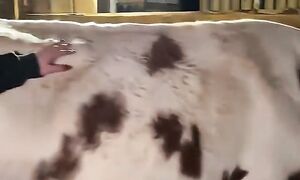 Моя первая и любимая корова #корова #деньвдеревне #животные