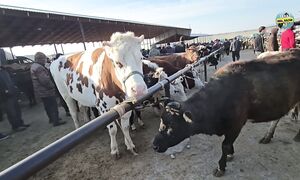 Қарабұлақ мал базарына саяхат 18.03.2026