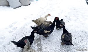 Индоутка балапан басқысы келіп жүр. 07.03.2026