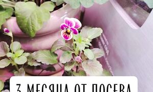 Виола от посева до цветения
