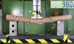 Tree vs 2x4 – Which One Is Actually Stronger