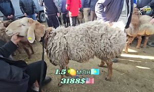 _Мал базар Тараз Бүгінгі баға қандай