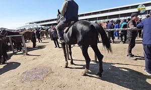 _Тараз Жылқы бағасы (12.04.2026)