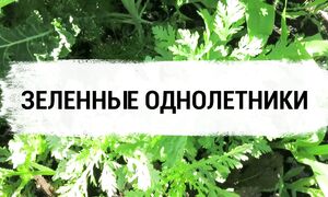 Своя зелень от снега до снега ???? - Алёнин сад (1080p, h264) (1)
