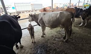 _Жамбыл облысы, Тараз мал базары Бүгінгі толық баға  17.05.2026